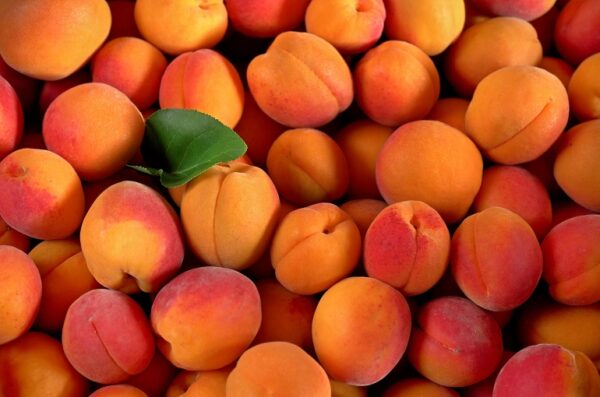 Apricot